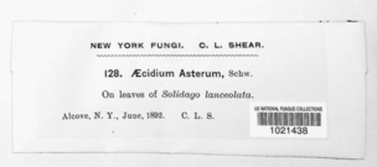 Puccinia asterum image